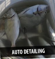 Auto Detailing Fish