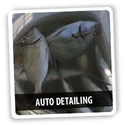 Auto Detailing Fish